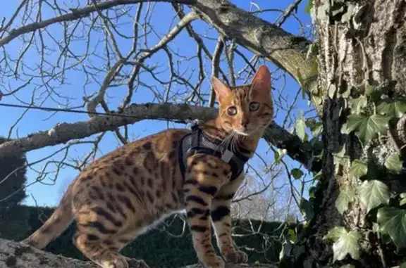 Animaux perdus Polliat, photo: Chat Bengal Perdu à Polliat