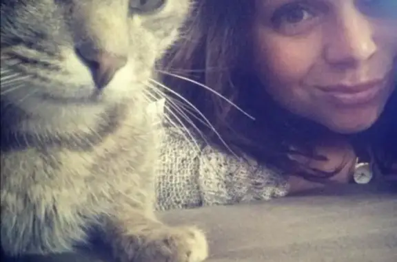 Chat perdu, Payzac, photo: Chat Tagada gris perdu - Payzac