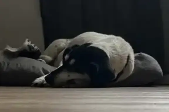 Chien perdu Lumio, photo : Chienne sourde de 17 ans perdue