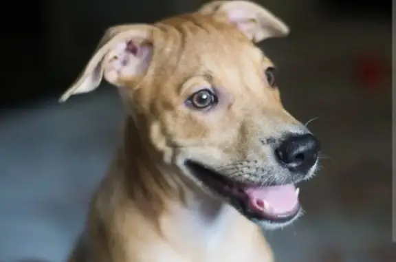 Chiot perdu à Saint-Denis - photo