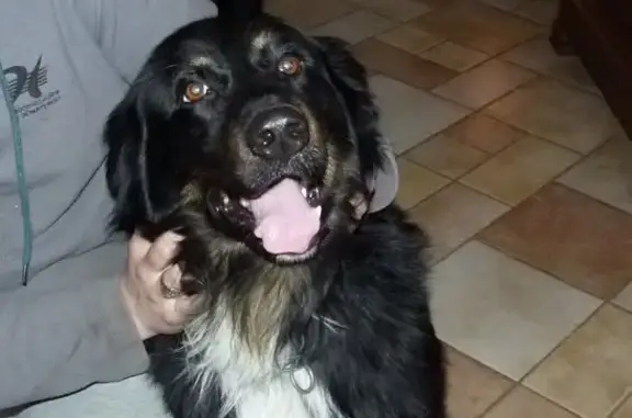 Chien trouvé , photo: Beauceron Noir Perdu à Vauxrenard