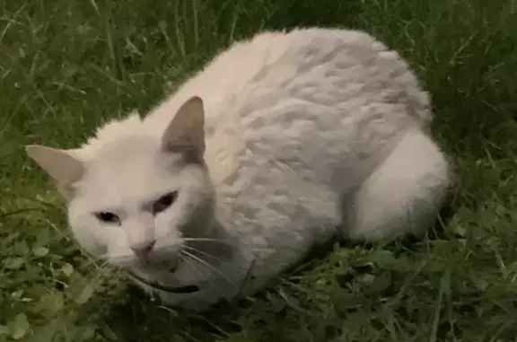 Chat blanc perdu, collier noir - photo