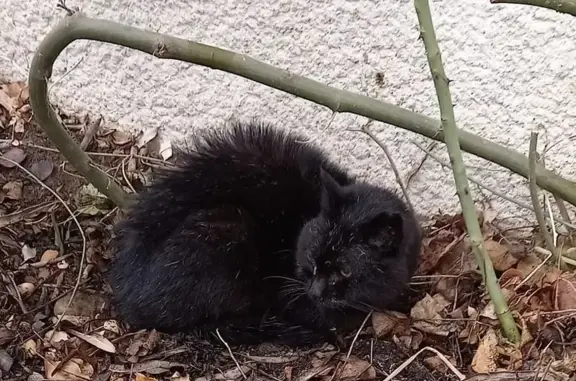 Chat noir 18 ans trouvé à Saint-Didier - photo