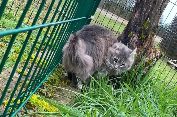 Chat perdu, , photo: Chatte grise perdue à Saint-Georges