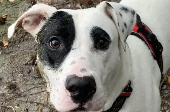 Chien perdu , photo : Chien Dogue argentin perdu à La Bouëxière