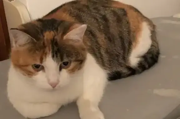 Chat perdu, , photo: Chatte tricolore perdue à Faverois