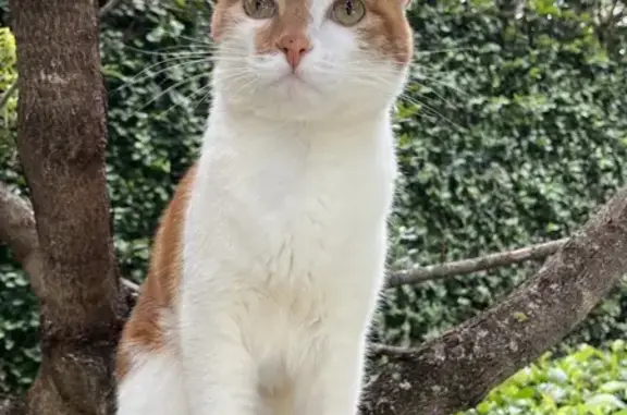 Lost Cat: White & Ginger, Kinked Tail - Pietermaritzburg