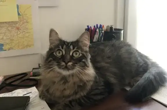 Animaux perdus Plouider, photo: Chat Twix européen perdu à Plouider