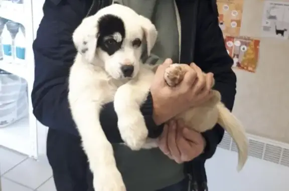 Chiot Patou perdu à Marvejols - photo