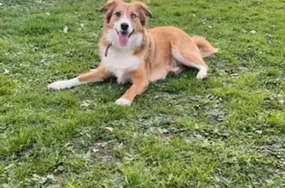 Chien perdu , photo : Alerte: Tesla, Border Collie perdue