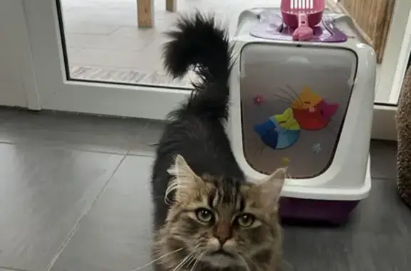 Chat tigré perdu à Dunkerque - photo