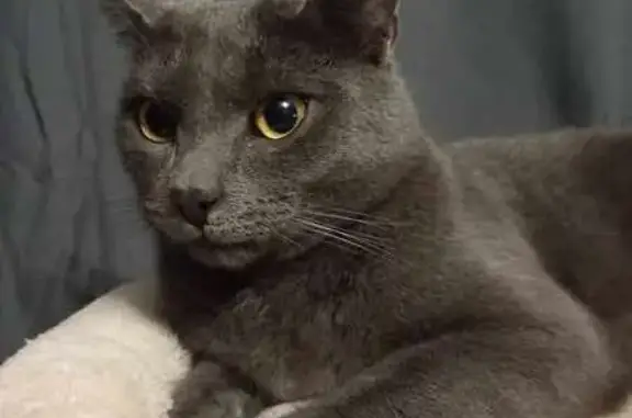 Chat perdu, , photo: Chat gris Twist perdu à Branville