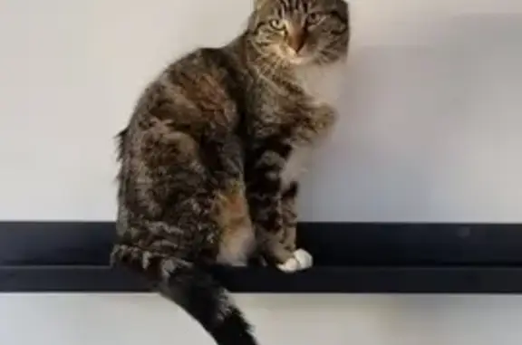 Animaux perdus Gardanne, photo: Avis de recherche: Chatte tigrée