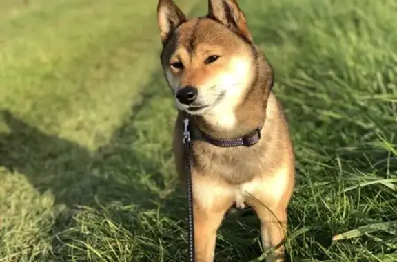 Animaux perdus , photo: Shiba Inu fauve perdu à Létricourt