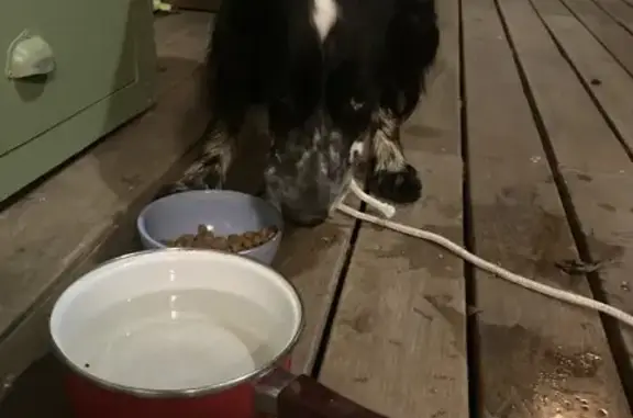 Chien perdu suivi sur 4km - photo