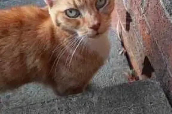 Lost Ginger Tabby - Help Find Her! | Blacktown