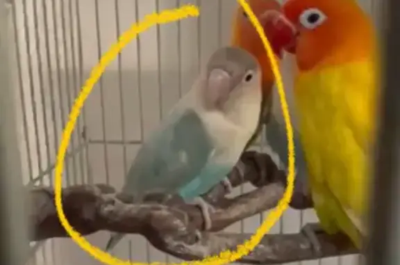 Lost Grey/Blue Lovebird at Fajar Hills!