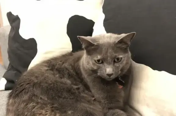 Lost Grey Cat with Cappuccino Patches!
