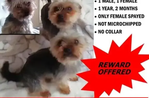 Lost Yorkies in Midrand - Help Find Them!