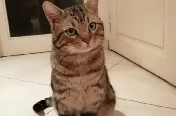 Chat tigré jeune trouvé à Modène - photo