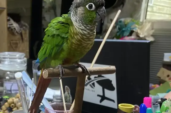 Lost Conure in Brisbane - Reward Offered!