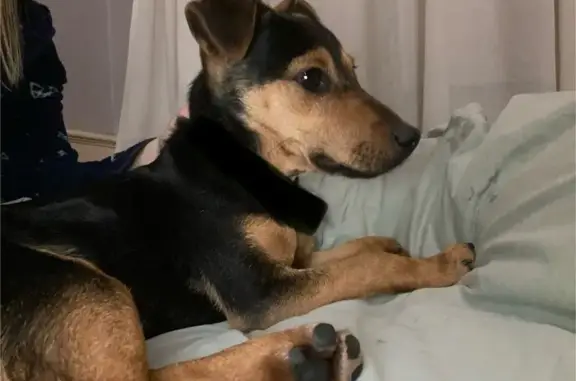 Animaux trouvés Lyon, photo: Chiot perdu à Lyon, joueur et sociable
