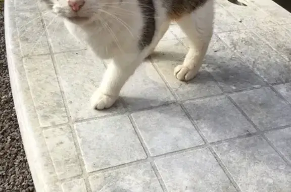 Chat tigré amputé trouvé à Beignon - photo