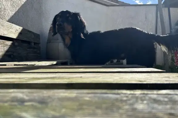 Animaux perdus Villeneuve-Tolosane, photo: Chien croisé épagneul/beauceron perdu