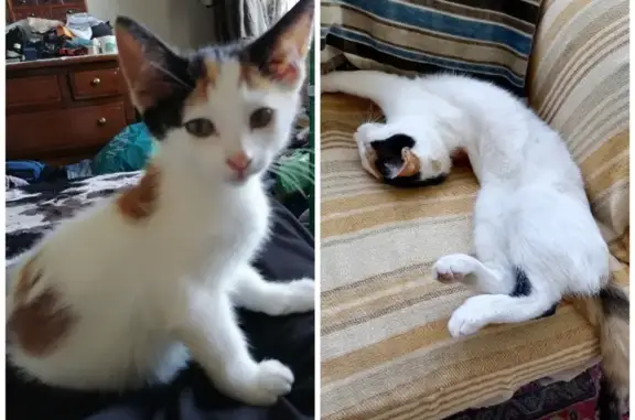 Lost Calico Kitten Sofia in Gqeberha – Help!