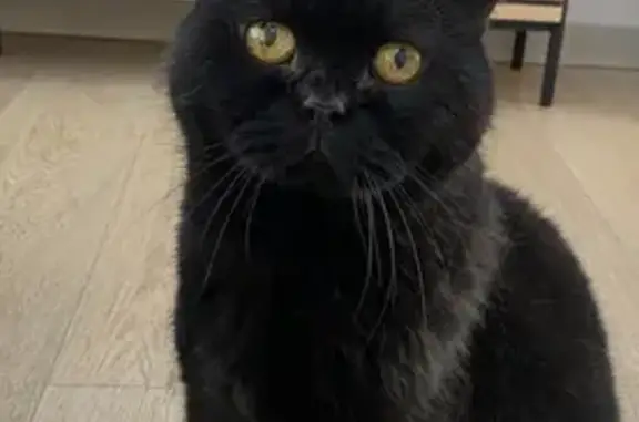 Animaux perdus , photo: Chat British perdu, Pasques
