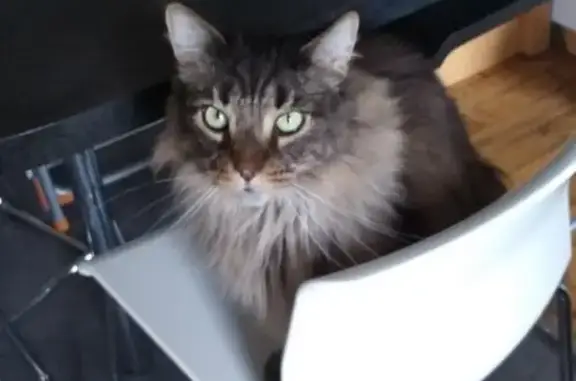 Animaux perdus Limoges, photo: Chat Maine Coon perdu à Limoges