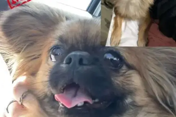 Lost Pekingese in Benoni - Help Find Her!