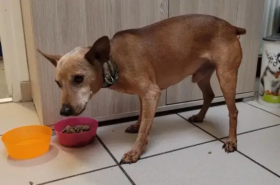 Chien trouvé Amiens, photo: Chien perdu retrouvé à Amiens