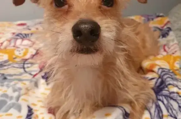Chien perdu à Vendin retrouvé - photo