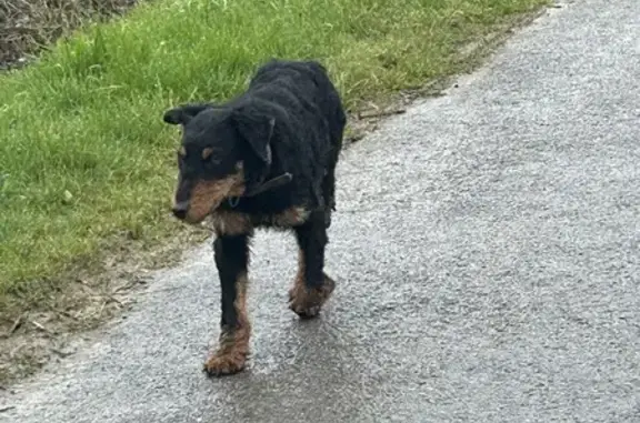 Chiot noir et feu perdu - photo