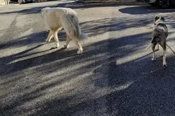 Chien Patou blanc perdu à Antibes - photo