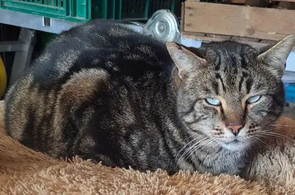 Animaux trouvés , photo: Chat tigré dodu trouvé à Condé