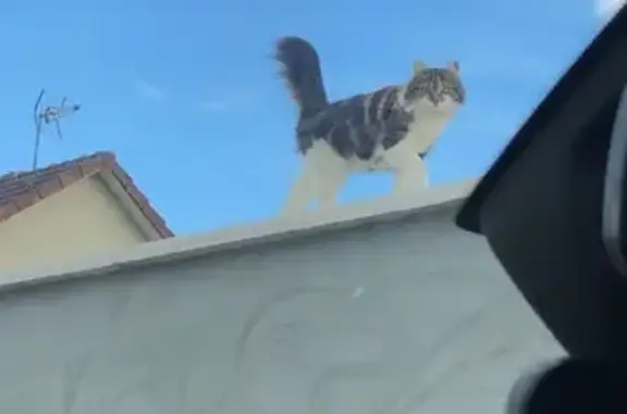 Chat perdu, Chenôve, photo: Chat perdu à Chenôve, Rue de la Paulée