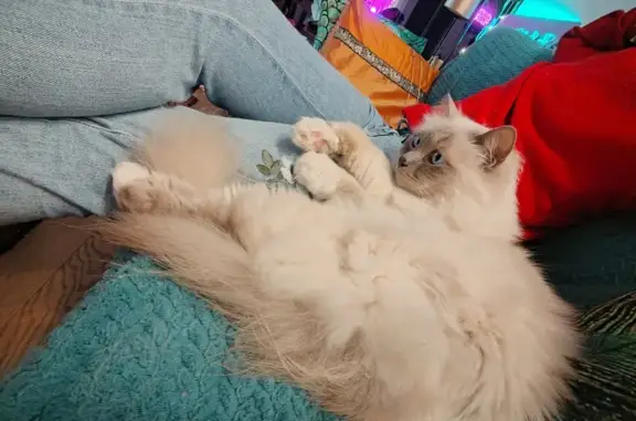Animaux perdus Noisy-le-Grand, photo: Chat perdu - Noisy-le-Grand 🆘🚨