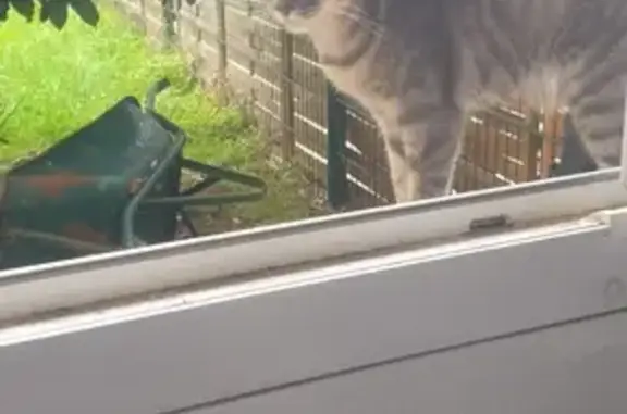 Chatte grise maigre trouvée à Cergy - photo