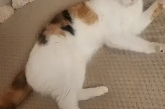 Chaton femelle perdu retrouvé - photo