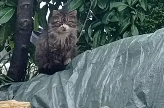 Chat gris chiné perdu, Mayenne - photo