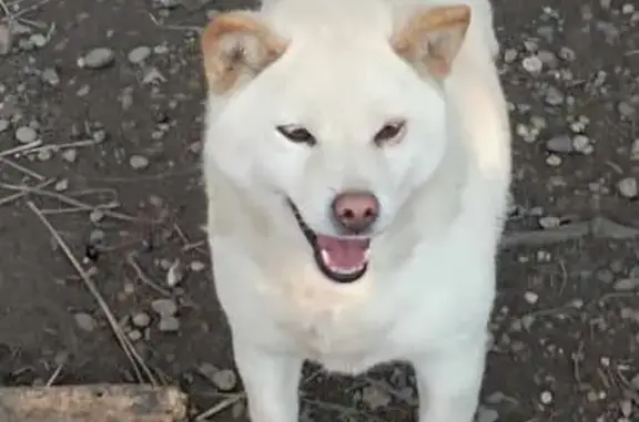 Animaux perdus Coux, photo: Shiba Inu crème perdu à Tauléac