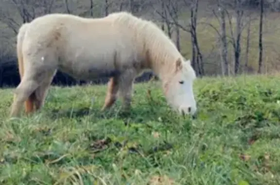 Animaux perdus , photo: Alerte: Chevaux échappés près Carennac