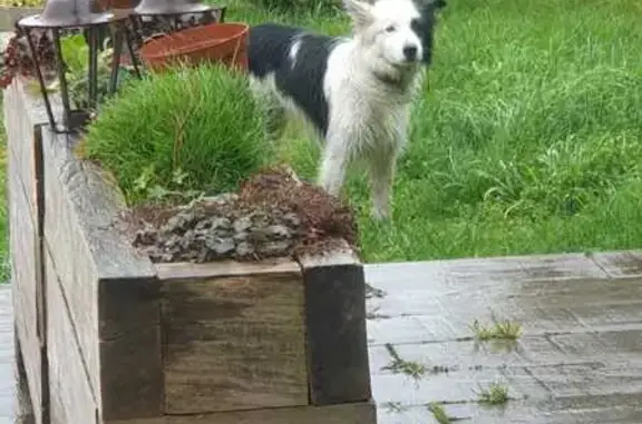 Chien perdu près des moutons - photo