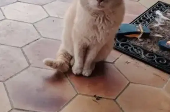 Chat perdu retrouvé Rue Église - photo