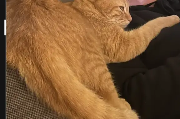 Chat perdu, Auxerre, photo: Simba, chat roux perdu à Auxerre