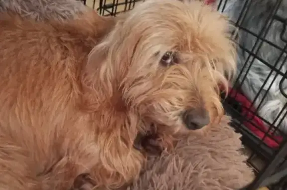 Animaux perdus , photo: Chienne Fauve Bretagne Perdue