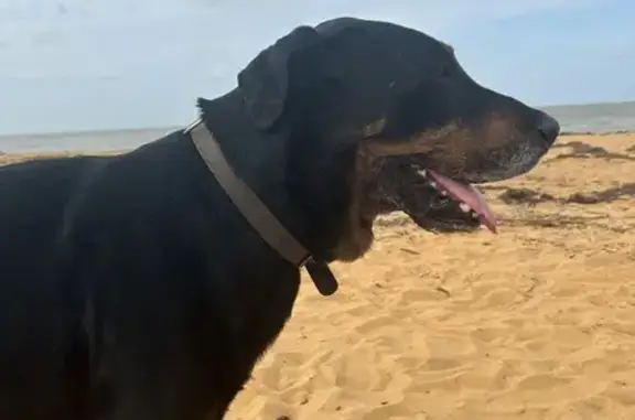 Chien noir et marron perdu à Remire - photo