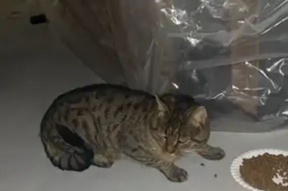 Animaux trouvés Plaisir, photo: Chat tigré trouvé à Plaisir